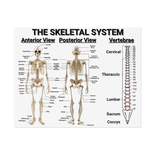 Biology Poster of the Skeletal System: STEM Poster