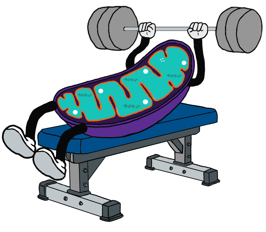 Mitochondria Bench Press Graphic